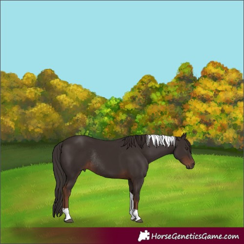 Horse Color:Liver Chestnut Tobiano Rabicano