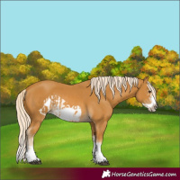 Horse Color:Palomino Splash Frame and Palomino Splash Frame