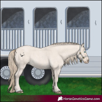 Horse Color:Smoky Creme Roan