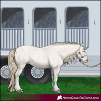 Horse Color:Smoky Creme Roan 