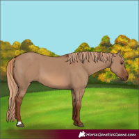 Horse Color:Red Dun 