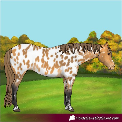 Horse Color:Buckskin Appaloosa 