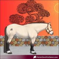 Horse Color:Buckskin Roan 