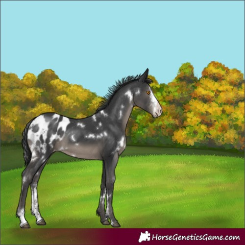 Horse Color:White Spotted Black Sabino Appaloosa Rabicano 