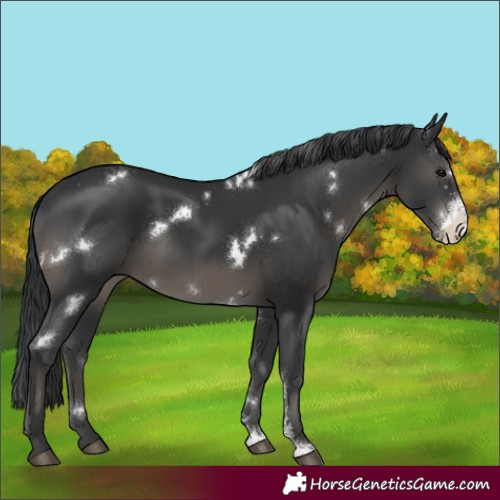Horse Color:White Spotted Black Sabino Rabicano