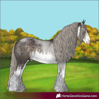 Horse Color:White Spotted Silver Smoky Black