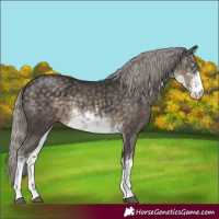 Horse Color:White Spotted Silver Smoky Black