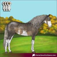 Horse Color:White Spotted Silver Smoky Black