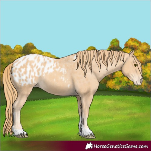 Horse Color:Gold Champagne Tobiano Appaloosa