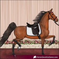 Horse Color:Bay 