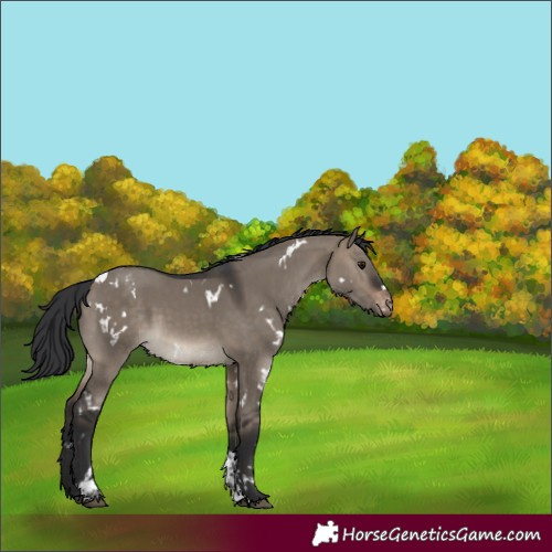 Horse Color:White Spotted Brown Dun Tobiano Varnish Rabicano 