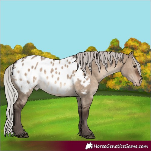Horse Color:White Spotted Silver Brown Dun Near Leopard 