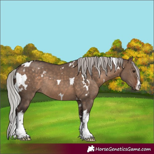 Horse Color:White Spotted Silver Brown Dun Rabicano 