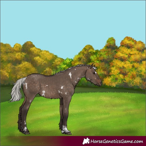 Horse Color:White Spotted Silver Brown Dun Tobiano 
