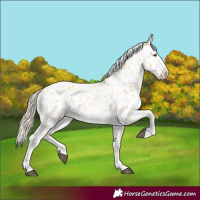 Horse Color:Palomino Appaloosa
