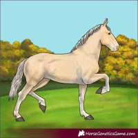 Horse Color:Palomino Appaloosa