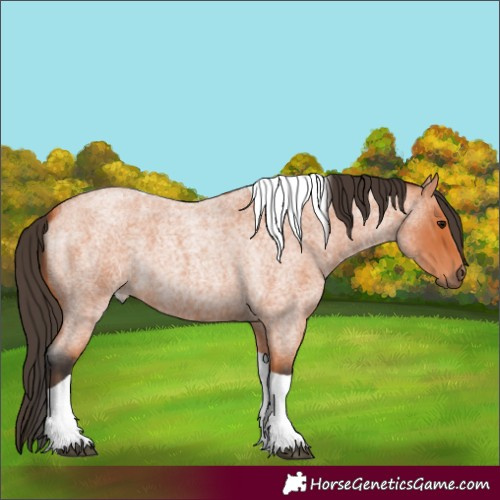 Horse Color:Bay Roan Tobiano