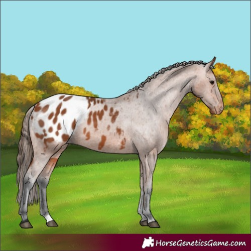 Horse Color:Bay Appaloosa 