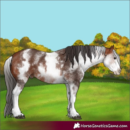 Horse Color:White Spotted Bay 