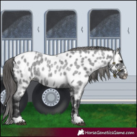 Horse Color:Blue Roan Appaloosa 