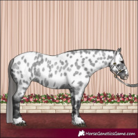 Horse Color:Blue Roan Appaloosa 