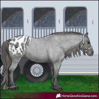 Horse Color:Blue Roan Appaloosa 