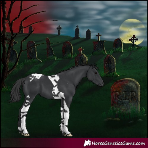 Horse Color:Black Tobiano 