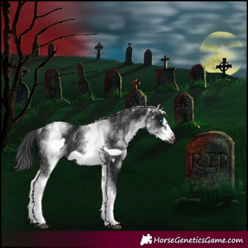 Horse Color:White Spotted Black Ice Frame 