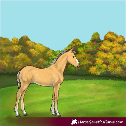 Horse Color:Palomino Rabicano 
