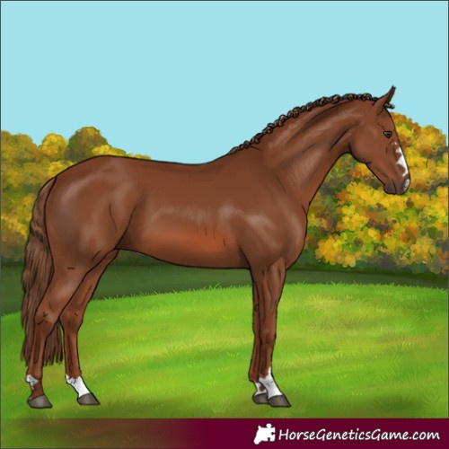 Horse Color:Chestnut 