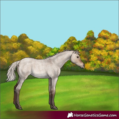 Horse Color:Silver Brown Roan Dun 