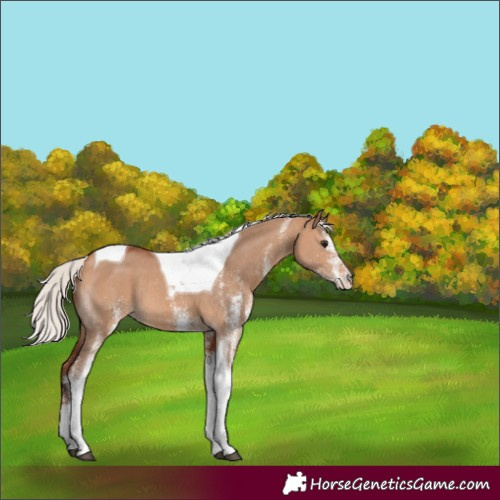 Horse Color:White Spotted Silver Bay Dun Tobiano 