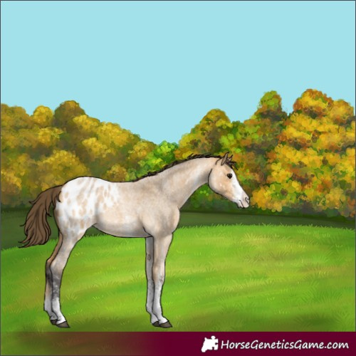 Horse Color:White Spotted Buckskin Roan Blanket 