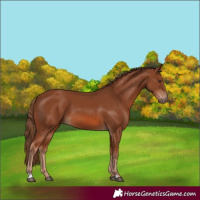 Horse Color:Chestnut 