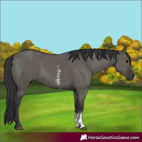 Horse Color:Grullo Sabino Rabicano 