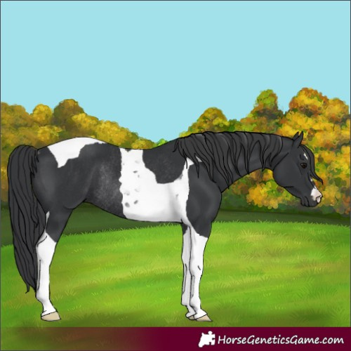 Horse Color:Black Tobiano Rabicano 