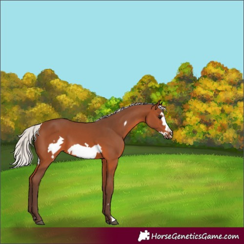 Horse Color:Silver Brown Frame 