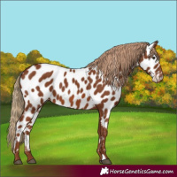 Horse Color:Chestnut Appaloosa