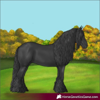 Horse Color:Black Rabicano 