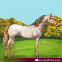 Horse Color:Red Roan Appaloosa 