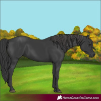Horse Color:Black 