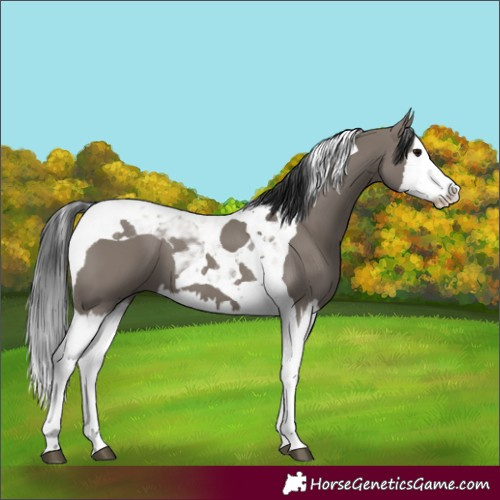 Horse Color:Grullo Splash Tobiano
