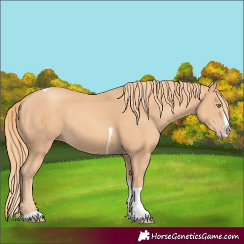 Horse Color:Gold Champagne Splash Tobiano