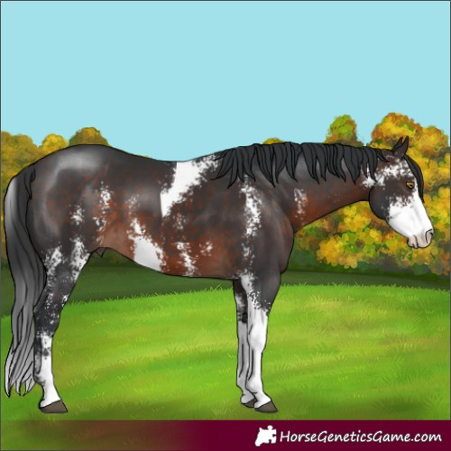 Horse Color:Brown Sabino 