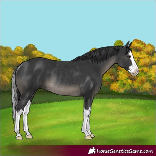 Horse Color:Black Splash Rabicano 