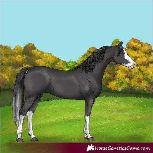 Horse Color:Black Splash 