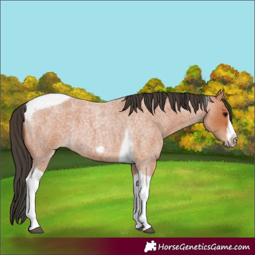 Horse Color:Bay Roan Tobiano Frame 
