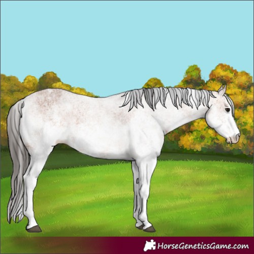Horse Color:White Spotted Bay 