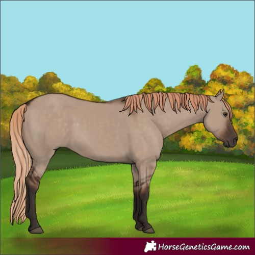 Horse Color:Liver Red Dun 