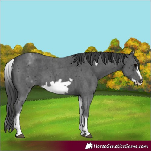 Horse Color:White Spotted Black Sabino Frame 